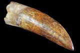Huge, Carcharodontosaurus Tooth - Composite Tooth #71090-1